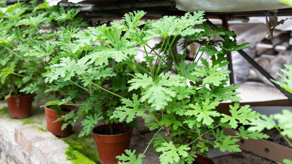 Cinco plantas que repelem moscas naturalmente e decoram a casa