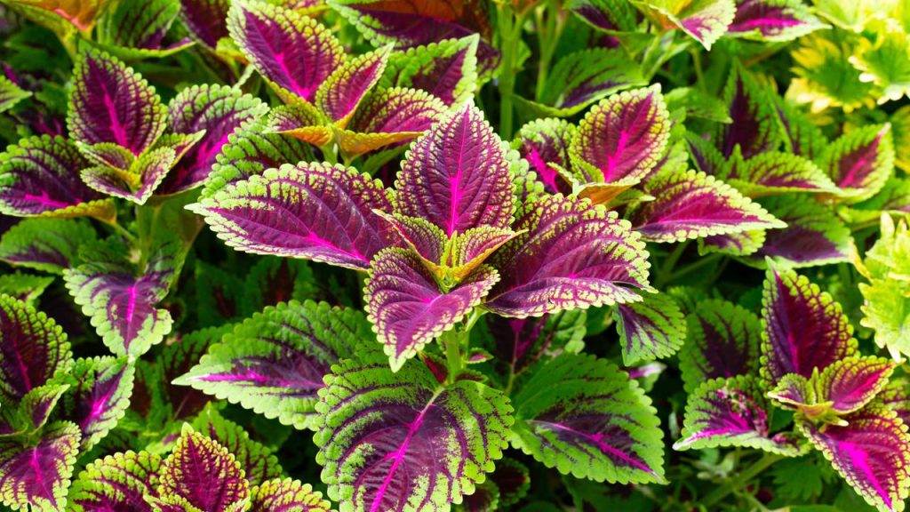 As 4 plantas que adoram o verão e deixam qualquer jardim mais colorido e cheio de vida