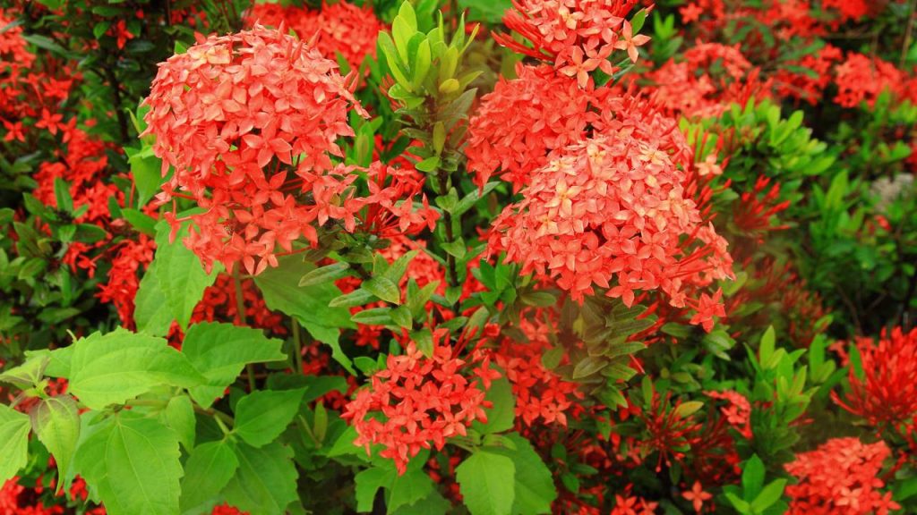 As 4 plantas que adoram o verão e deixam qualquer jardim mais colorido e cheio de vida