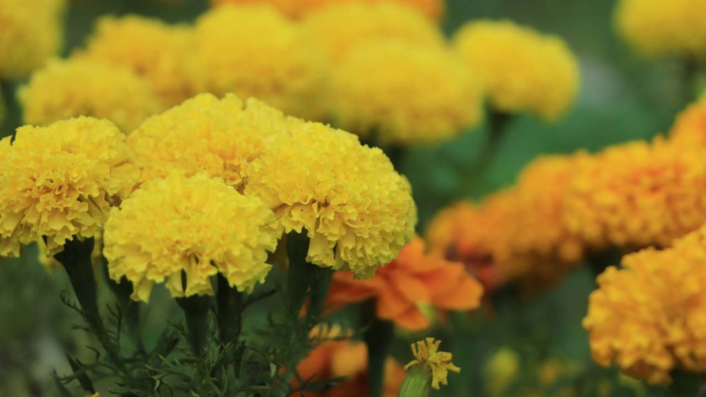 As 4 plantas que adoram o verão e deixam qualquer jardim mais colorido e cheio de vida