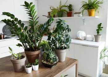 As 3 plantas ornamentais que trazem beleza e sorte para o Ano Novo