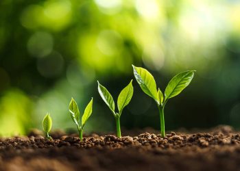 O método simples para acelerar o crescimento das plantas em casa