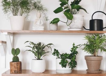 As 5 plantas que amam sombra e transformam a sua sala em uma floresta