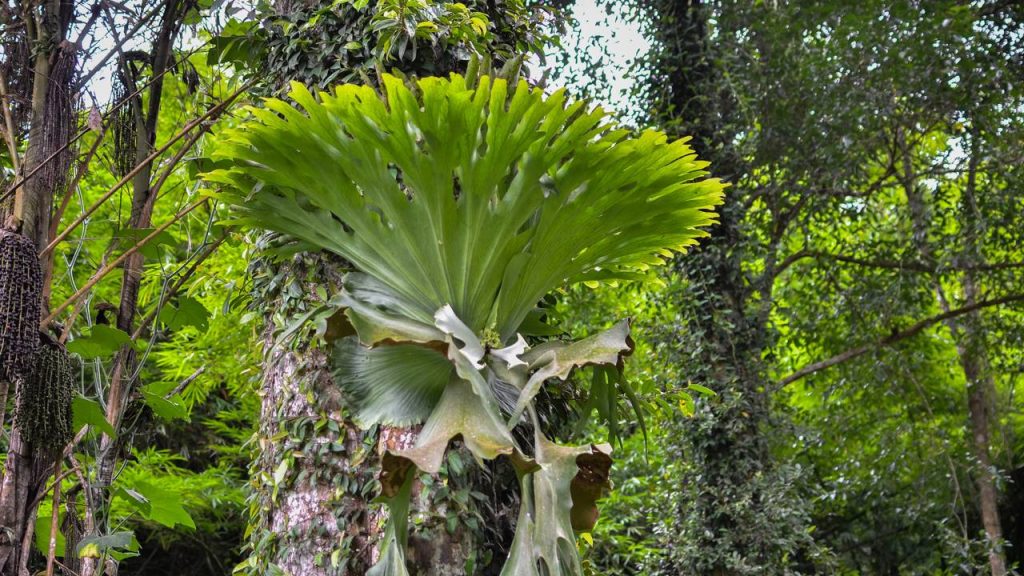 As 4 plantas que adoram o verão e deixam qualquer jardim mais colorido e cheio de vida