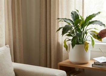 Salve suas plantas: conheça os 2 melhores fungicidas caseiros que existem