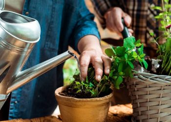 O adubo de cebola que faz qualquer planta explodir em flores