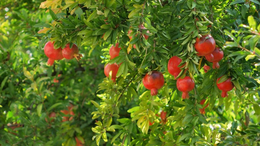 As árvores frutíferas perfeitas para iniciantes plantarem em casa