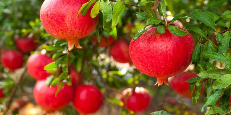 A frutífera ideal para jardins pequenos, sem raízes agressivas e com boa sombra