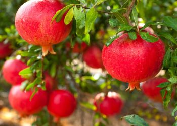 A árvore frutífera perfeita que quase não tem raízes invasivas e faz sombra para seu jardim