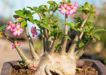 O erro na adubação que impede a Rosa do Deserto de crescer e florir
