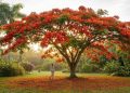 A árvore de flores intensas que cria sombra e vida no jardim