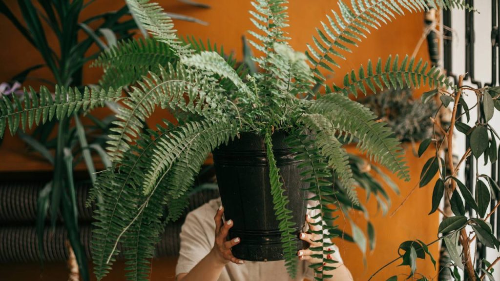A planta que funciona como “ar-condicionado natural” dentro de casa
