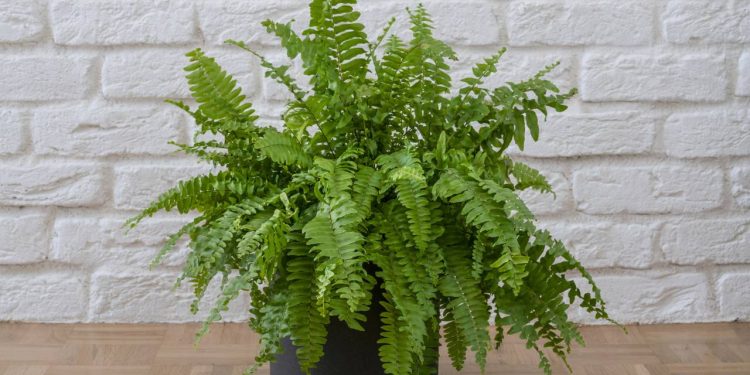 A planta que funciona como “ar-condicionado natural” e alivia o calor sem gastar energia