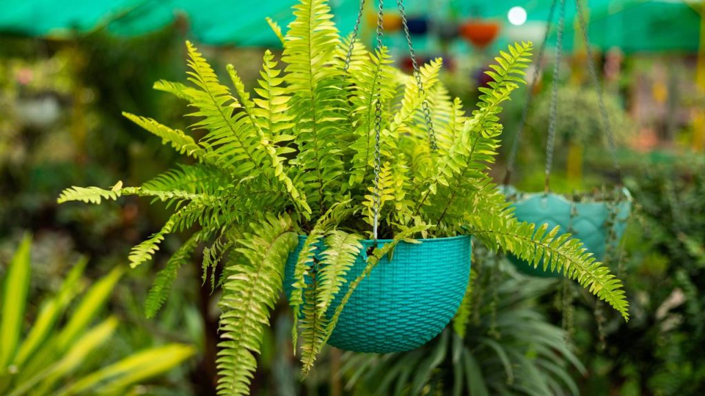 A planta que funciona como “ar-condicionado natural” dentro de casa