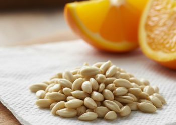 Sementes de laranja viram aliadas do jardim e quase ninguém aproveita isso