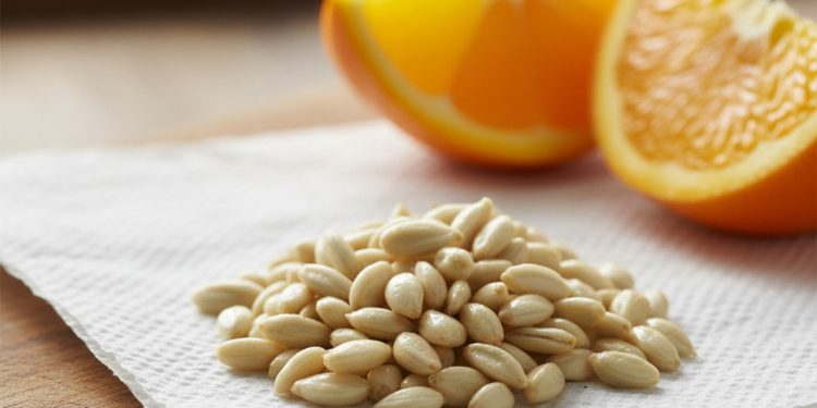 Sementes de laranja viram aliadas do jardim e quase ninguém aproveita isso