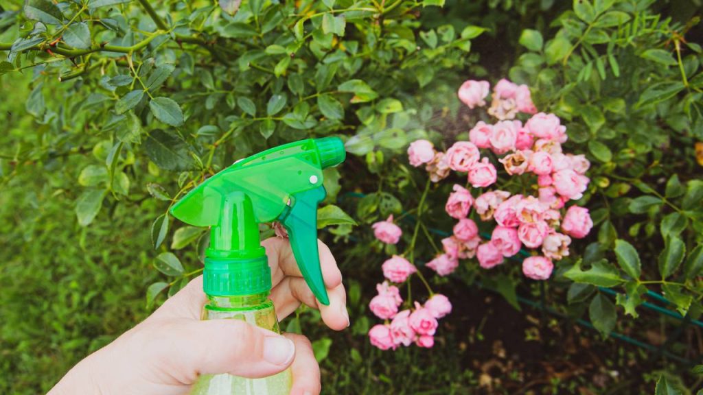 Você usa alho nas plantas? Veja por que tanta gente está apostando nisso