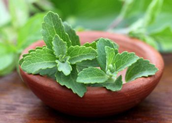 O adoçante natural que você cultiva em casa usando apenas um vaso