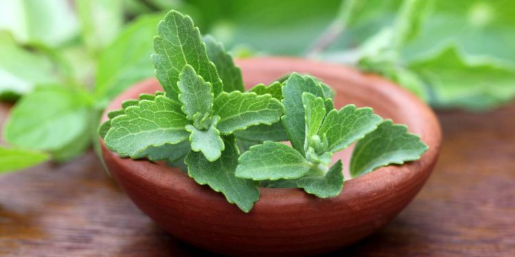 Com a busca crescente por alternativas mais naturais ao açúcar, muitas pessoas querem saber se é possível produzir o próprio adoçante em casa - Créditos: depositphotos.com / bdspn74