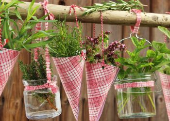 O tempero fácil de plantar em casa que deixa qualquer prato mais aromático