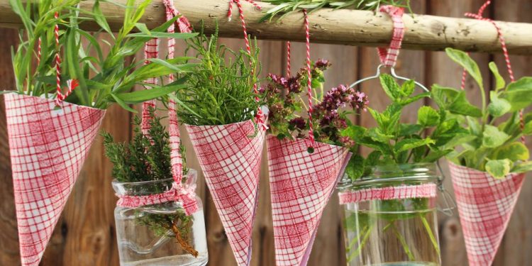 O tempero fácil de plantar em casa que deixa qualquer prato mais aromático