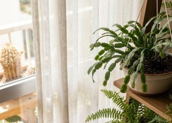Salve suas plantas: conheça os 2 melhores fungicidas caseiros que existem