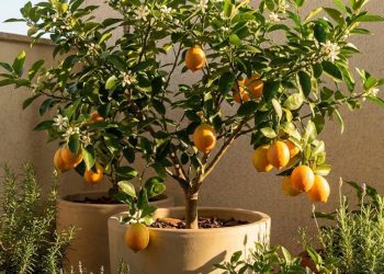 A árvore que melhor se adapta ao calor de dezembro: ela cresce rápido e dá frutos o ano todo