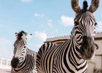 O verdadeiro motivo das zebras terem listras vai mudar o que você aprendeu na escola