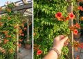 As 4 plantas que adoram o verão e deixam qualquer jardim mais colorido e cheio de vida