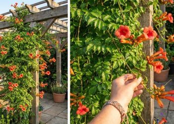 As 4 plantas que adoram o verão e deixam qualquer jardim mais colorido e cheio de vida