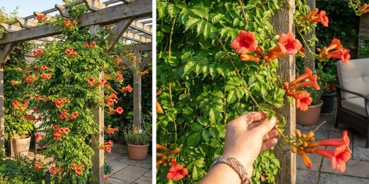 A bignonia virou uma das escolhas favoritas de quem está começando na jardinagem porque entrega exatamente o que iniciantes procuram: crescimento rápido, floração longa e pouca complicação no dia a dia