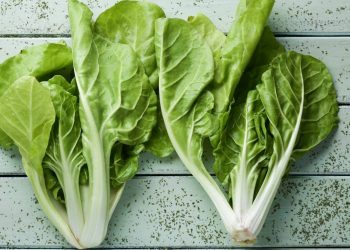 Pare de comprar acelga murcha: saiba como plantar e colher no seu quintal