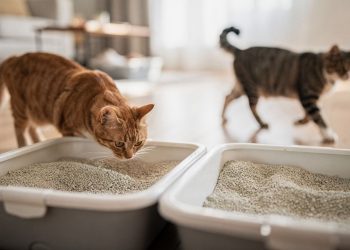 O detalhe invisível na lavanderia que está fazendo seu gato urinar no sofá