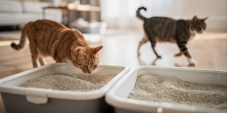 O detalhe invisível na lavanderia que está fazendo seu gato urinar no sofá