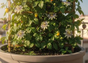 Plantar maracujá em vasos veste as paredes com elegância e oferece frutas ao alcance da sua mão