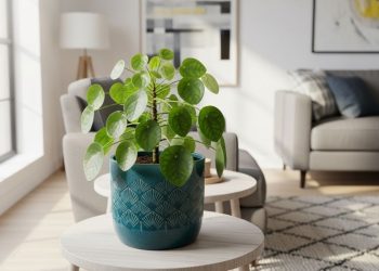 Se você mora em apartamento pequeno, essa planta de folhas redondas vai salvar sua decoração