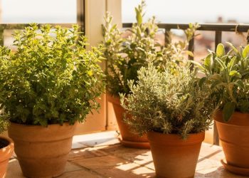 As plantas perfumadas que desafiam o sol forte e protegem sua casa de insetos