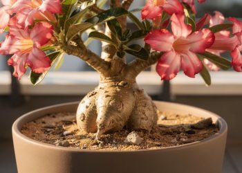 A flor exótica que armazena vida no próprio corpo para sobreviver onde outras morreriam