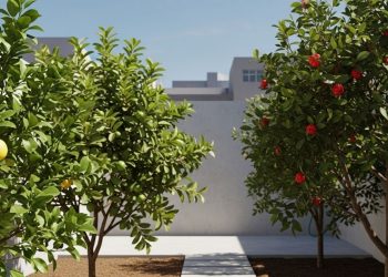 Quintal pequeno? Essas 3 frutíferas produzem o ano todo e não exigem poda complexa