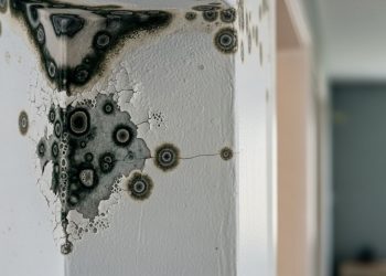 Como identificar mofo no início antes que vire uma obra cara?