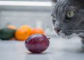 A fruta comum na sua cozinha que pode paralisar os rins do seu gato em poucas horas