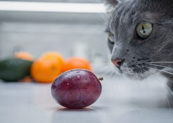 A fruta comum na sua cozinha que pode paralisar os rins do seu gato em poucas horas