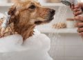 Por que usar seu shampoo no cachorro pode ser perigoso para a pele dele?