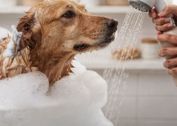 Por que usar seu shampoo no cachorro pode ser perigoso para a pele dele?