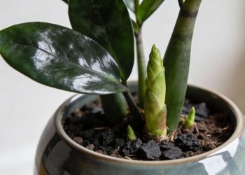 Com apenas uma colher desse adubo sua Planta da Fortuna vai dobrar de tamanho sem apodrecer a raiz