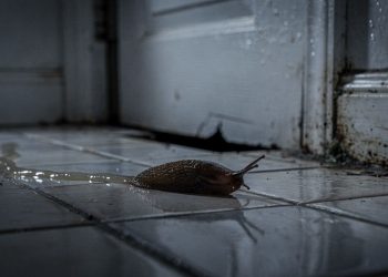 O que significa encontrar uma lesma dentro de casa e como resolver o problema?