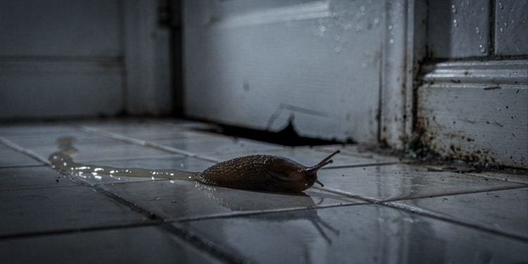 O que significa encontrar uma lesma dentro de casa e como resolver o problema?