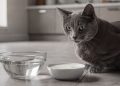 O que acontece com o seu gato se ele beber leite todos os dias, segundo a ciência?