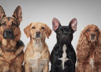 Não depende da raça: o que determina o tamanho das orelhas dos cães?