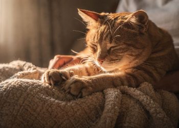 O que significa quando o gato amassa pãozinho na sua barriga ou no cobertor?